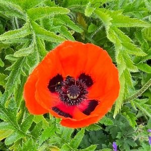 Meet your Posher, Sally h